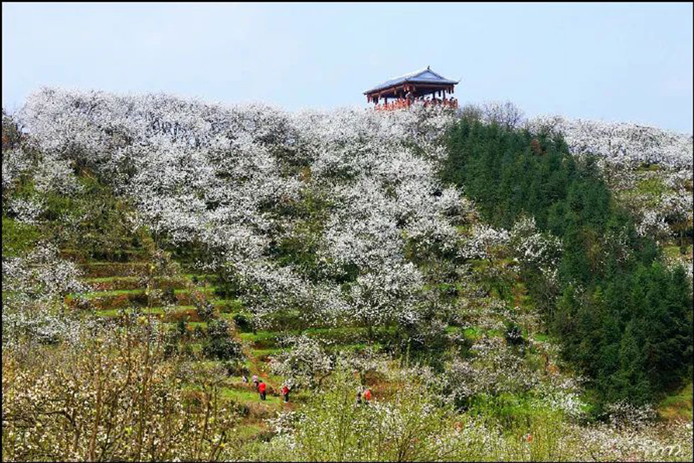 【春天,广西桂林灌阳县向您发出邀请!】我们在灌阳看梨花 - 游山玩水 - 许昌生活社区 - 许昌28生活网 xc.28life.com