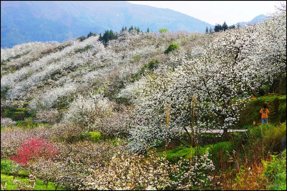 【春天,广西桂林灌阳县向您发出邀请!】我们在灌阳看梨花 - 游山玩水 - 许昌生活社区 - 许昌28生活网 xc.28life.com