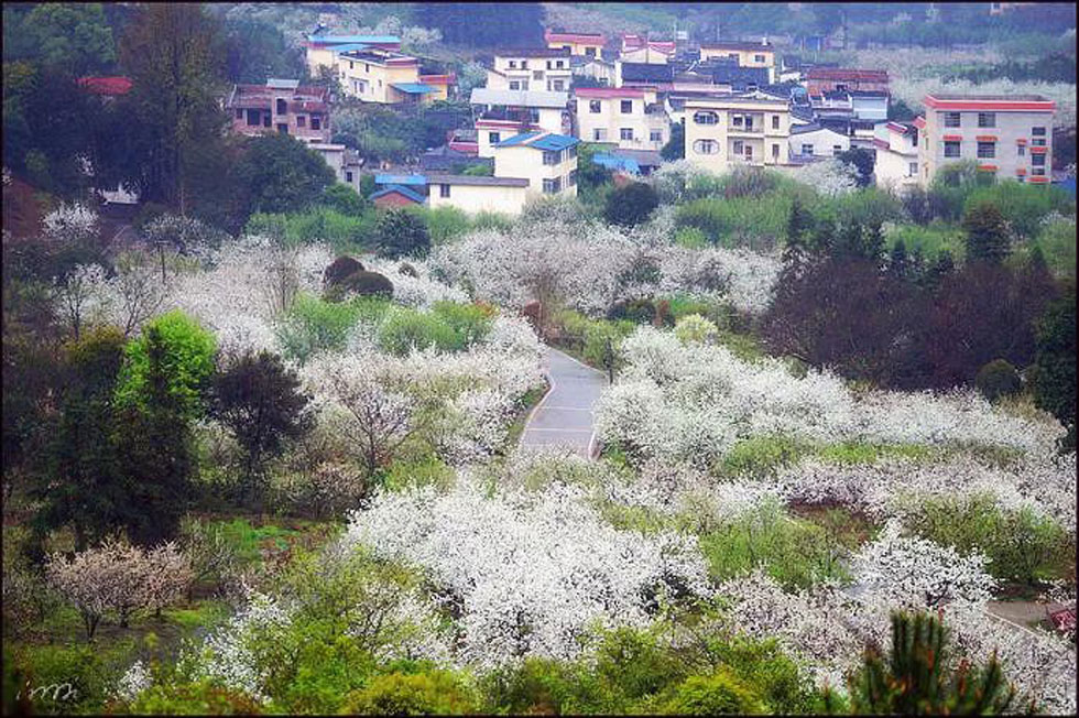 【春天,广西桂林灌阳县向您发出邀请!】我们在灌阳看梨花 - 游山玩水 - 许昌生活社区 - 许昌28生活网 xc.28life.com