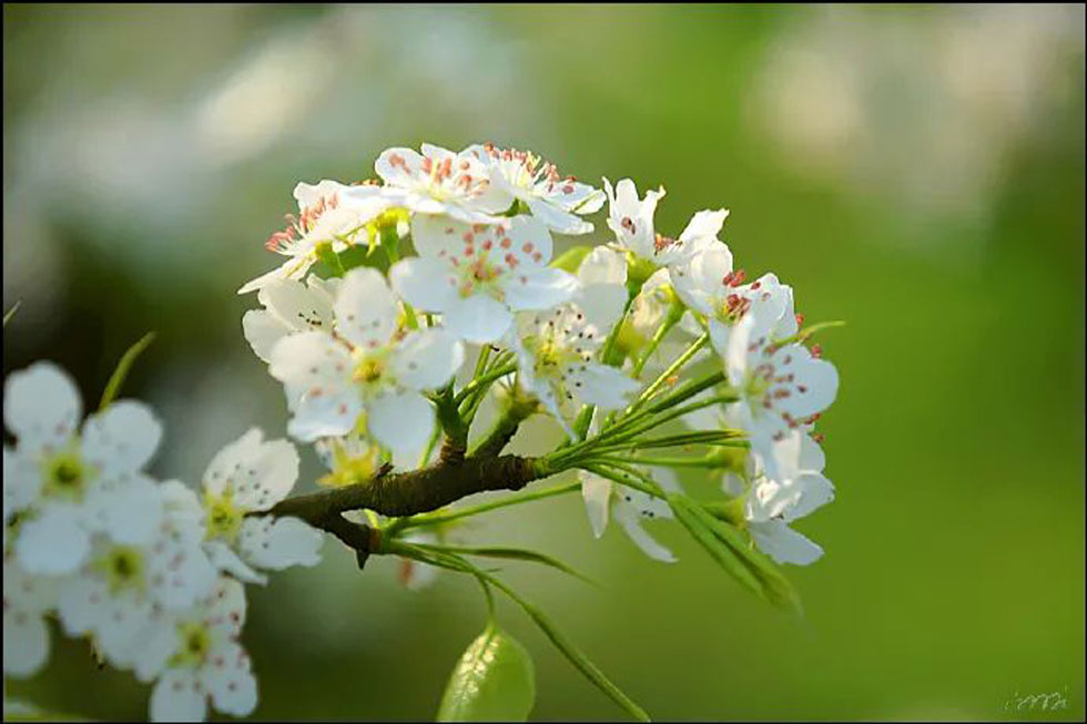 【春天,广西桂林灌阳县向您发出邀请!】我们在灌阳看梨花 - 游山玩水 - 许昌生活社区 - 许昌28生活网 xc.28life.com