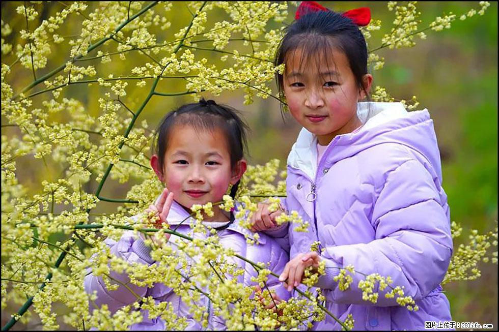 【春天，广西桂林灌阳县向您发出邀请！】米珠山前有片山苍子花在飘香 - 游山玩水 - 许昌生活社区 - 许昌28生活网 xc.28life.com