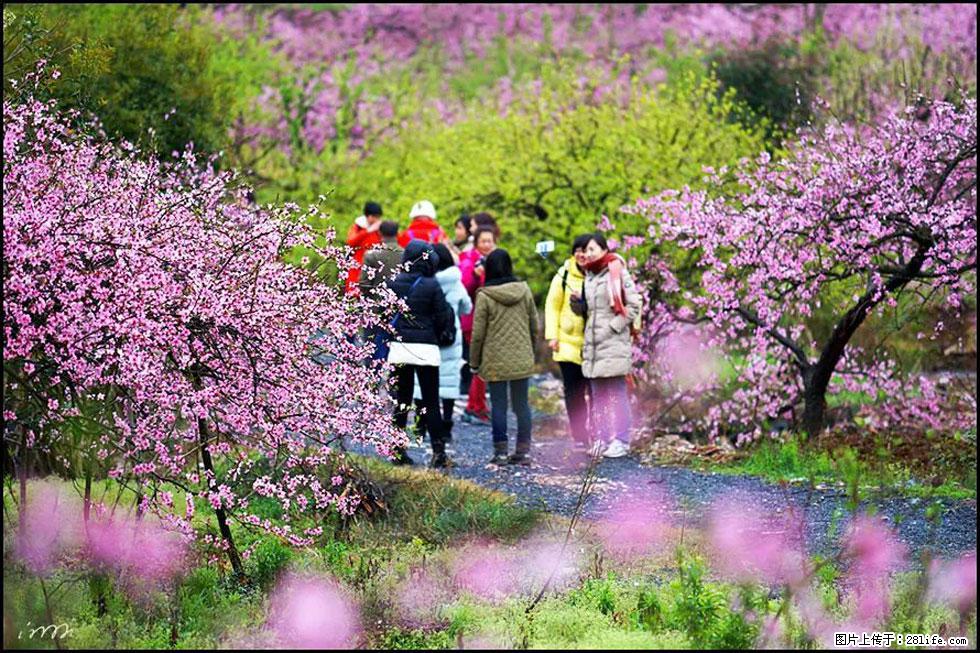 【春天，广西桂林灌阳县向您发出邀请！】官庄村有个醉美的桃花园 - 游山玩水 - 许昌生活社区 - 许昌28生活网 xc.28life.com