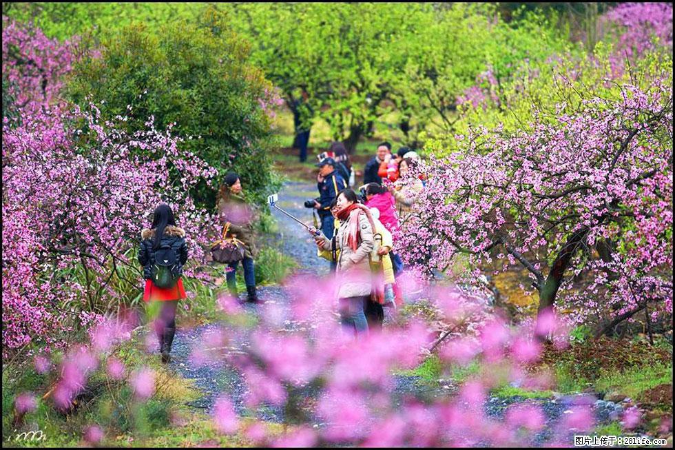 【春天，广西桂林灌阳县向您发出邀请！】官庄村有个醉美的桃花园 - 游山玩水 - 许昌生活社区 - 许昌28生活网 xc.28life.com