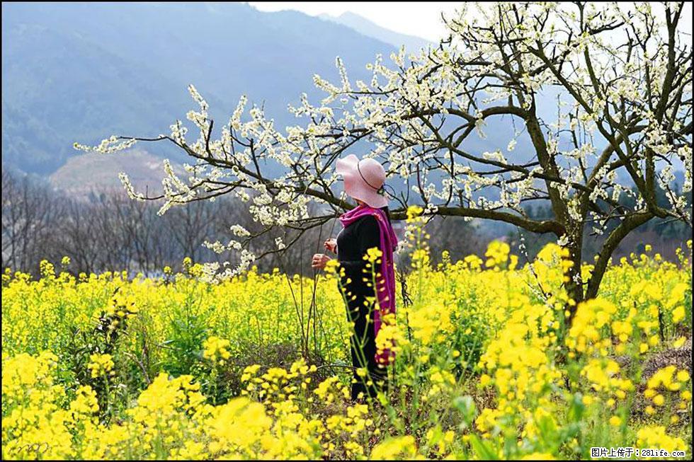 【春天，广西桂林灌阳县向您发出邀请！】长坪村油菜盛情花开 - 游山玩水 - 许昌生活社区 - 许昌28生活网 xc.28life.com