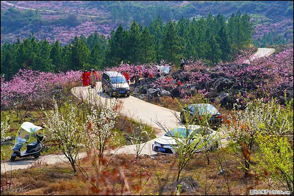 【春天,广西桂林灌阳县向您发出邀请!】望月岭上桃花开 - 游山玩水 - 许昌生活社区 - 许昌28生活网 xc.28life.com