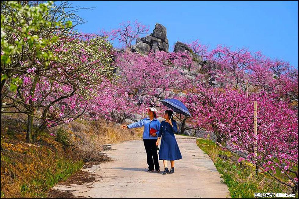 【春天,广西桂林灌阳县向您发出邀请!】望月岭上桃花开 - 游山玩水 - 许昌生活社区 - 许昌28生活网 xc.28life.com
