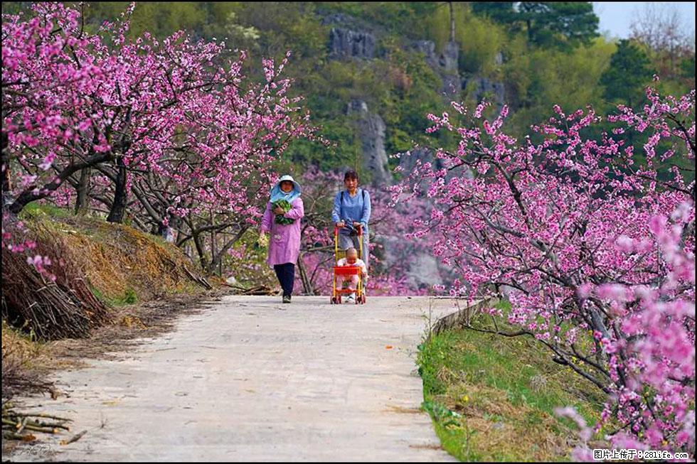 【春天,广西桂林灌阳县向您发出邀请!】望月岭上桃花开 - 游山玩水 - 许昌生活社区 - 许昌28生活网 xc.28life.com