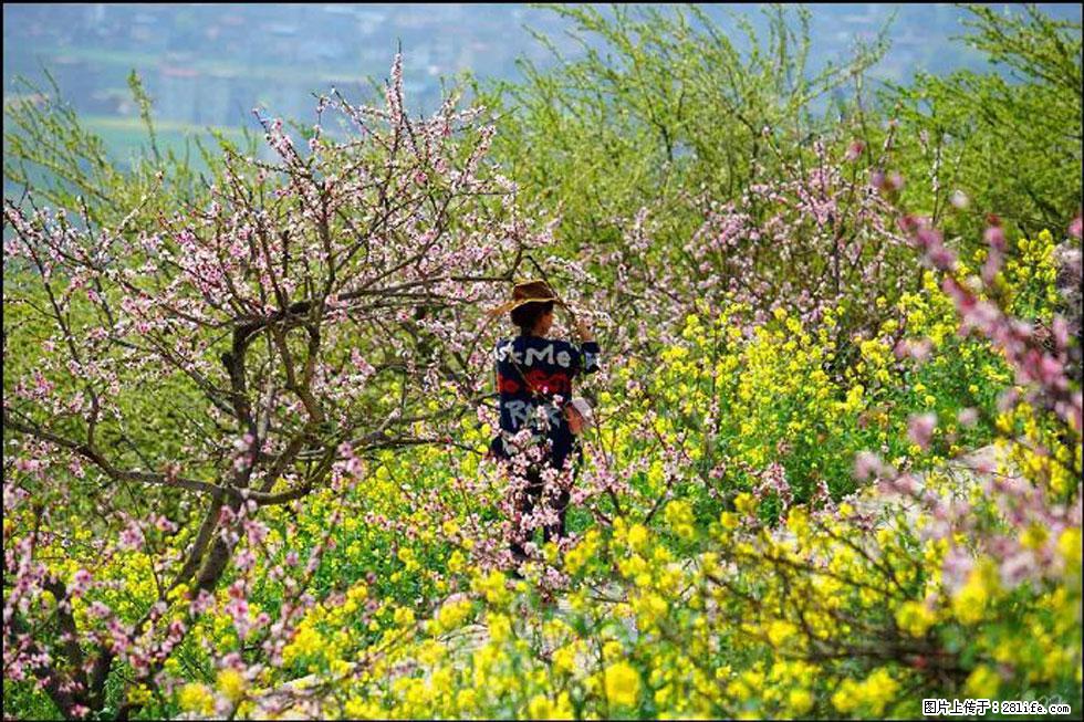 【春天,广西桂林灌阳县向您发出邀请!】望月岭上桃花开 - 游山玩水 - 许昌生活社区 - 许昌28生活网 xc.28life.com