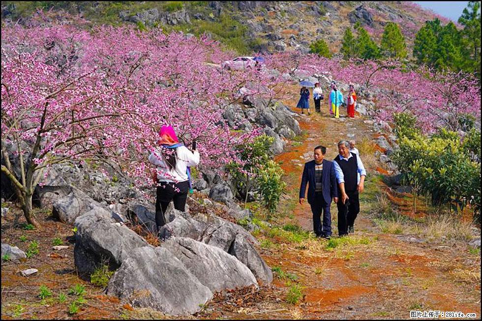 【春天,广西桂林灌阳县向您发出邀请!】望月岭上桃花开 - 游山玩水 - 许昌生活社区 - 许昌28生活网 xc.28life.com