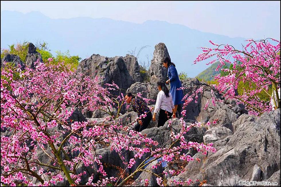 【春天,广西桂林灌阳县向您发出邀请!】望月岭上桃花开 - 游山玩水 - 许昌生活社区 - 许昌28生活网 xc.28life.com