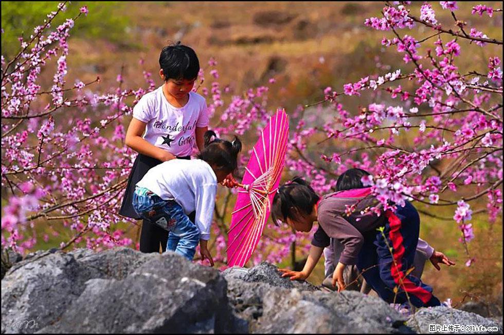 【春天,广西桂林灌阳县向您发出邀请!】望月岭上桃花开 - 游山玩水 - 许昌生活社区 - 许昌28生活网 xc.28life.com