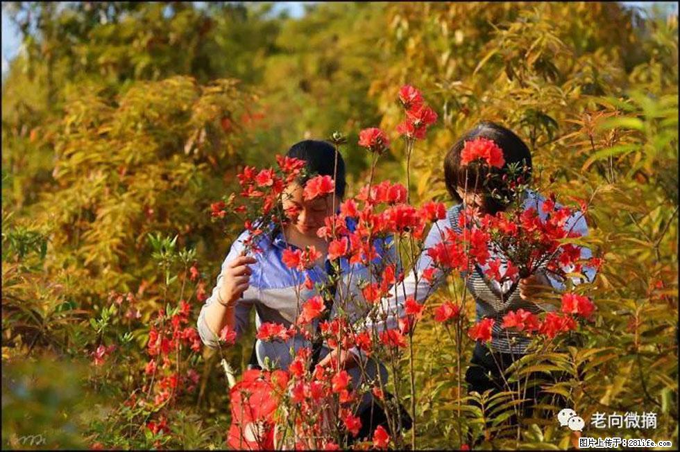 【春天，广西桂林灌阳县向您发出邀请！】登麒麟山，相约映山红 - 游山玩水 - 许昌生活社区 - 许昌28生活网 xc.28life.com