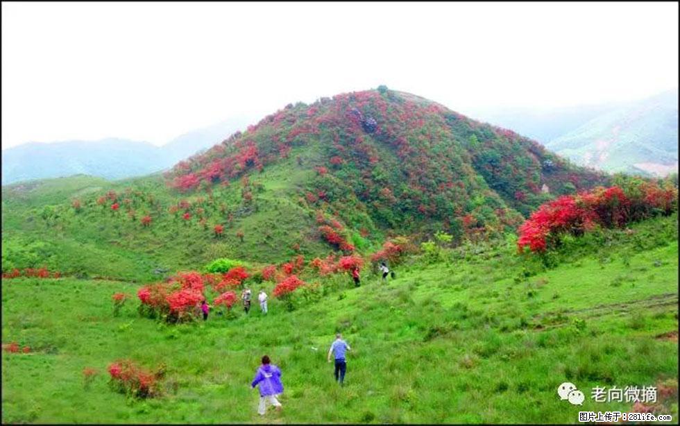 【春天,广西桂林灌阳县向您发出邀请!】宝盖山上映山红 - 游山玩水 - 许昌生活社区 - 许昌28生活网 xc.28life.com