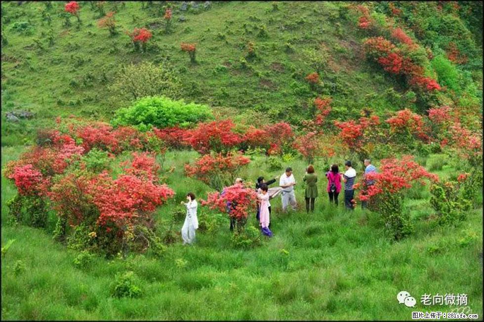 【春天,广西桂林灌阳县向您发出邀请!】宝盖山上映山红 - 游山玩水 - 许昌生活社区 - 许昌28生活网 xc.28life.com