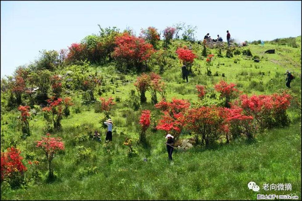 【春天,广西桂林灌阳县向您发出邀请!】宝盖山上映山红 - 游山玩水 - 许昌生活社区 - 许昌28生活网 xc.28life.com