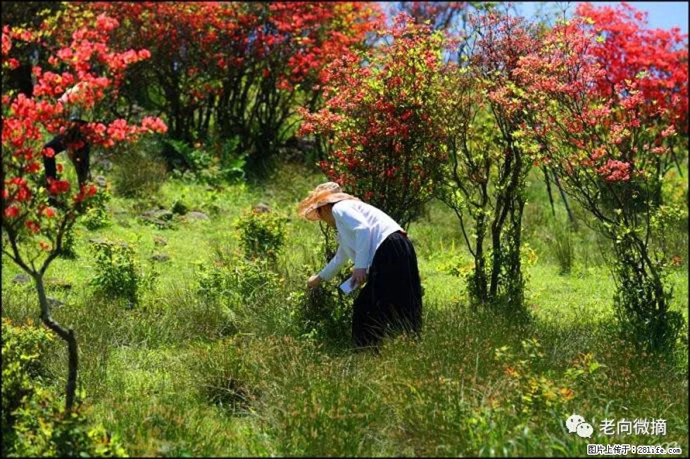 【春天,广西桂林灌阳县向您发出邀请!】宝盖山上映山红 - 游山玩水 - 许昌生活社区 - 许昌28生活网 xc.28life.com