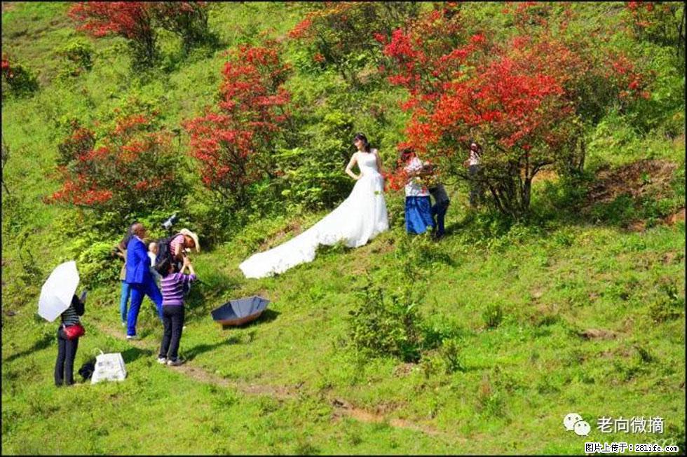 【春天,广西桂林灌阳县向您发出邀请!】宝盖山上映山红 - 游山玩水 - 许昌生活社区 - 许昌28生活网 xc.28life.com