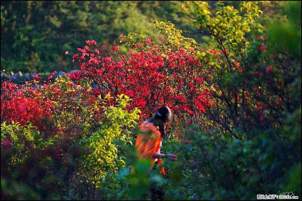 【春天，广西桂林灌阳县向您发出邀请！】春木界上映山红 - 游山玩水 - 许昌生活社区 - 许昌28生活网 xc.28life.com