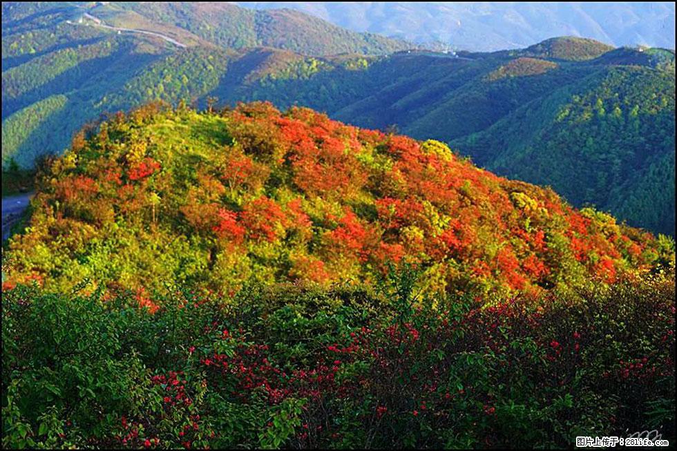 【春天，广西桂林灌阳县向您发出邀请！】春木界上映山红 - 游山玩水 - 许昌生活社区 - 许昌28生活网 xc.28life.com