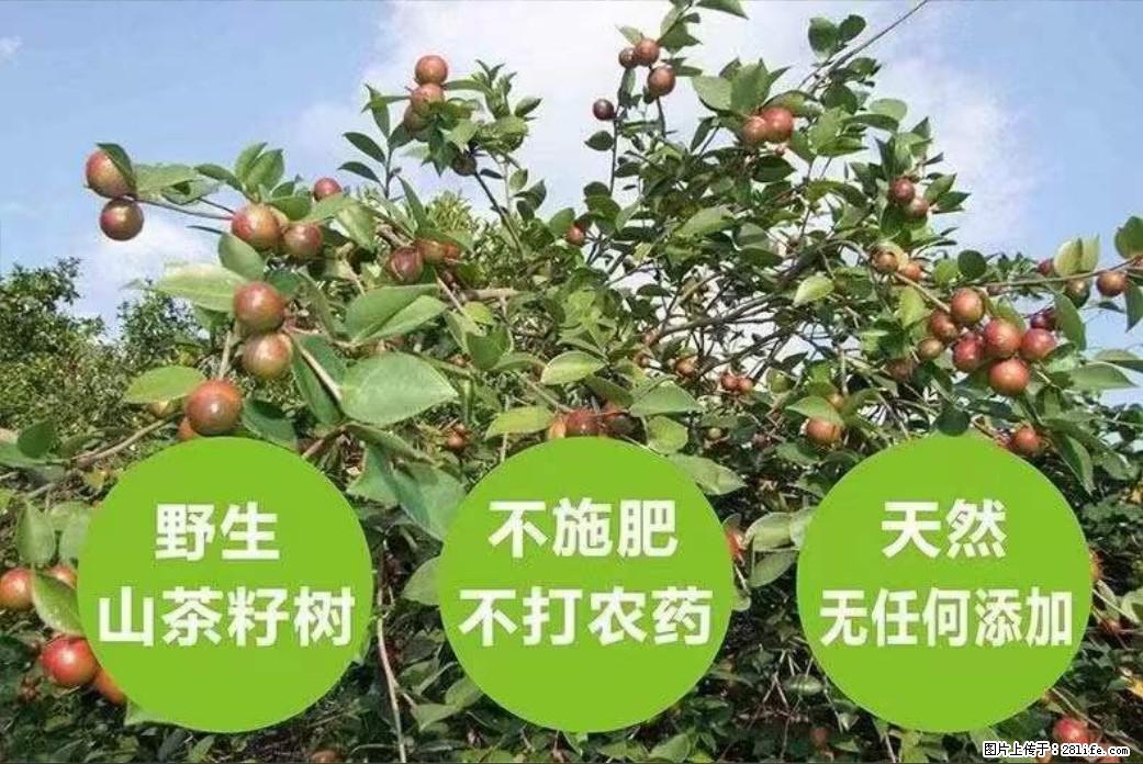 【灌阳县油茶产业示范区】一个有着充实的精神生活的人,对待身外之物自会有一种淡泊的态度 - 土特产 - 饮食特产 - 许昌分类信息 - 许昌28生活网 xc.28life.com