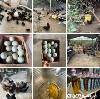 油茶园从小鸡仔开始养起的纯土鸡、土鸡蛋可以预定啦!还有前几天刚榨的纯山茶油哦 - 许昌28生活网 xc.28life.com