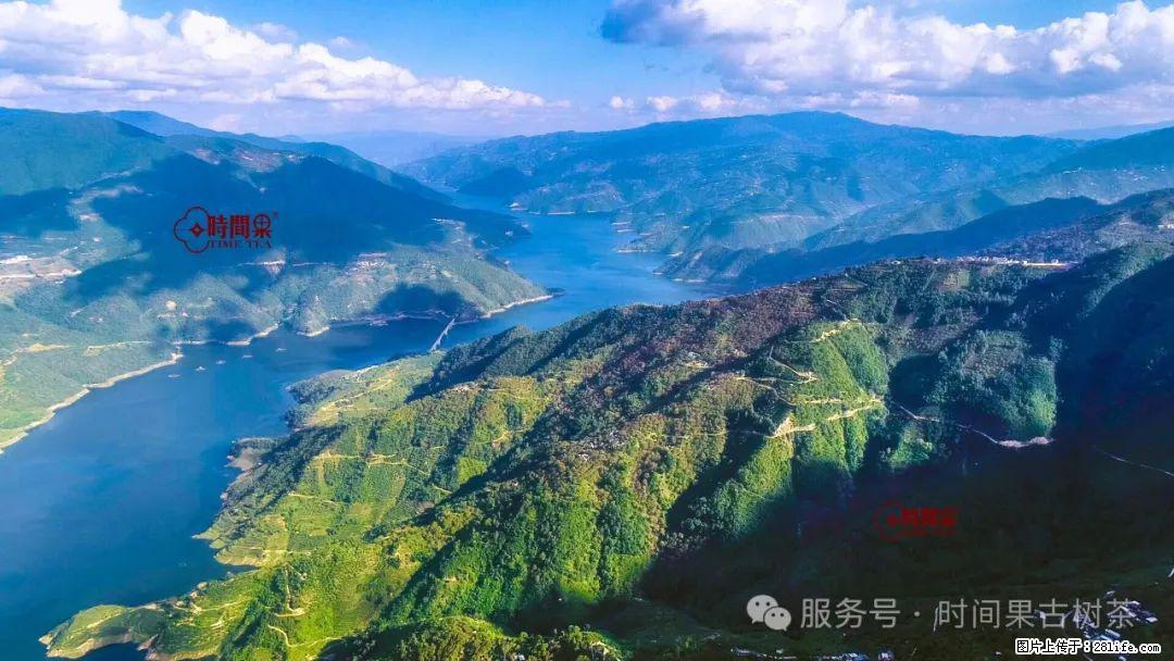 时间果百年古树龙珠普洱生茶 - 购物交流 - 许昌生活社区 - 许昌28生活网 xc.28life.com