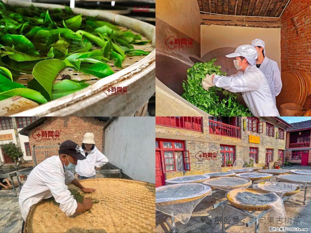 时间果百年古树龙珠普洱生茶 - 购物交流 - 许昌生活社区 - 许昌28生活网 xc.28life.com