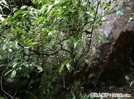 平乐石崖茶,珍贵仅次于金花茶 - 许昌生活资讯 - 许昌28生活网 xc.28life.com