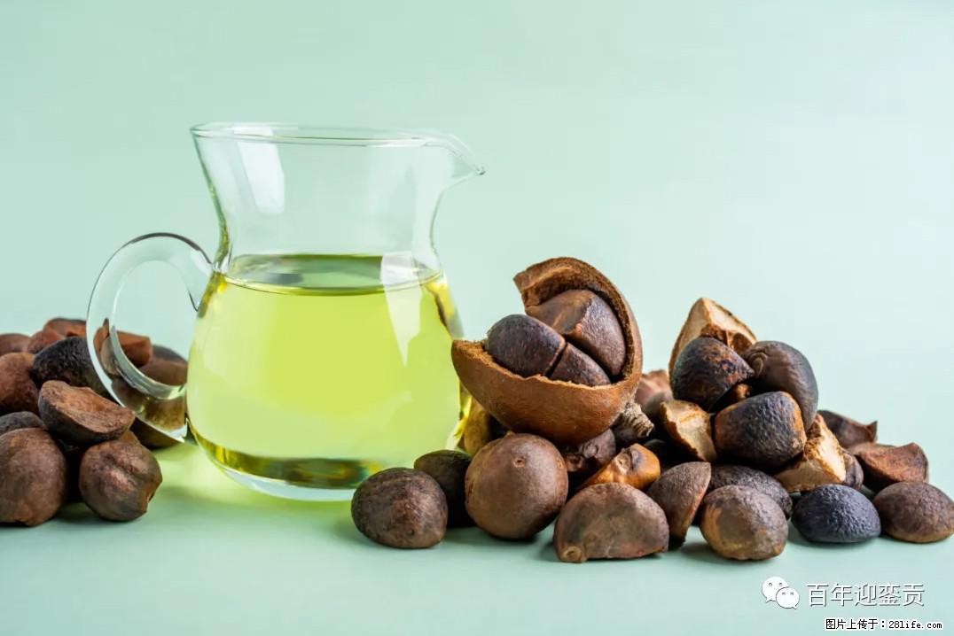 世界没有真相,只有认知,最好的食用油是中国的山茶油! - 许昌生活资讯 - 许昌28生活网 xc.28life.com