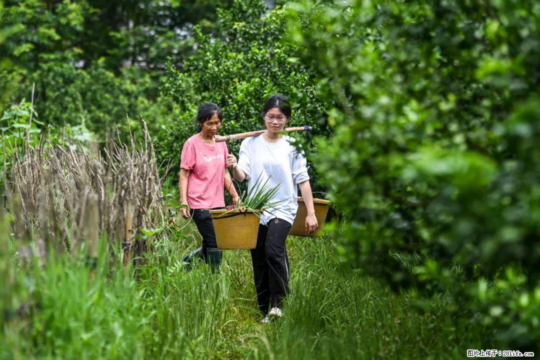 全网追的“扁担女孩”,找了一份暑假工,时薪12元 - 许昌生活资讯 - 许昌28生活网 xc.28life.com
