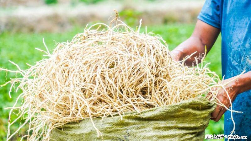 堪称“最难吃”的蔬菜，却是 “抗辐射神器”，还能护肺、清热、止咳化痰！ - 许昌生活资讯 - 许昌28生活网 xc.28life.com