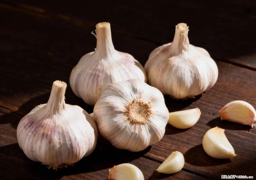 关于大蒜，除了“天然抗生素”，这4个谣言更该警惕! - 许昌生活资讯 - 许昌28生活网 xc.28life.com