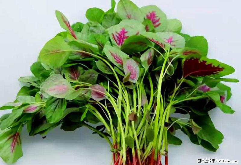 这些蔬菜是“天然钙片”，这6种被医生重点推荐 - 许昌生活资讯 - 许昌28生活网 xc.28life.com