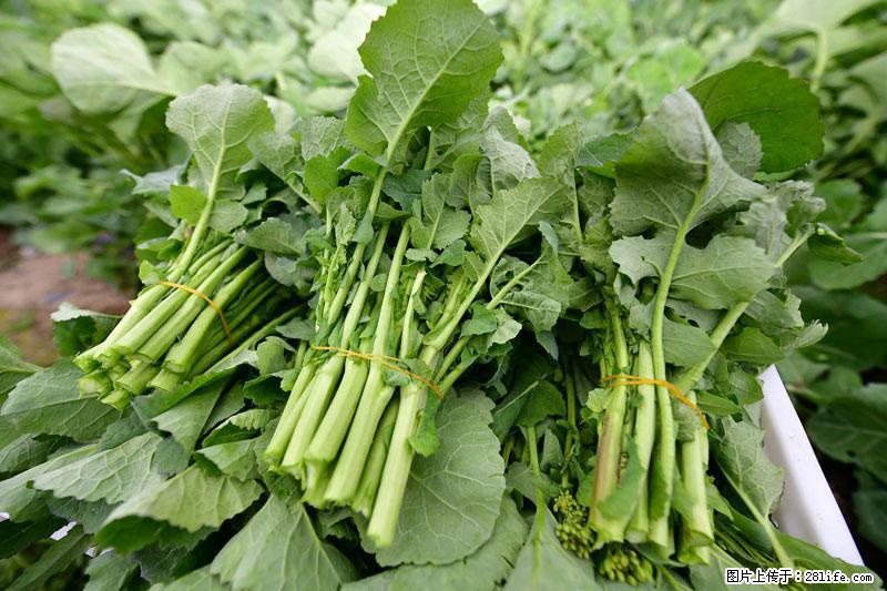 这些蔬菜是“天然钙片”，这6种被医生重点推荐 - 许昌生活资讯 - 许昌28生活网 xc.28life.com